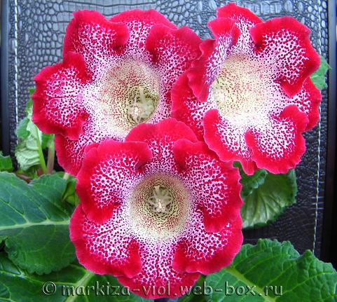 Tigrina Red4.JPG