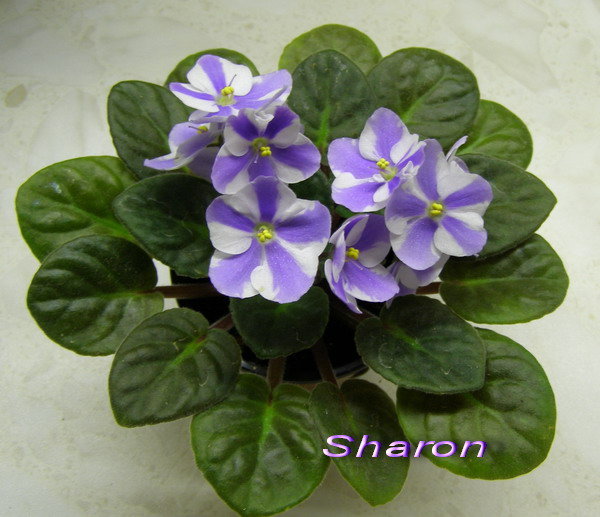 Sharon.jpg