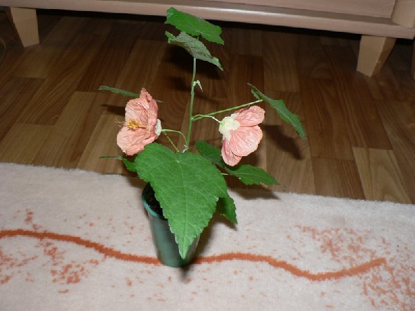 P1130041.JPG