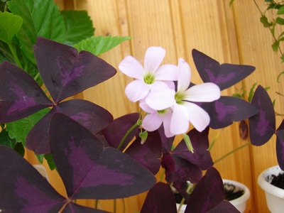DSC04050_0.JPG