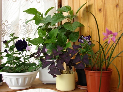 20080619_0306_1.JPG