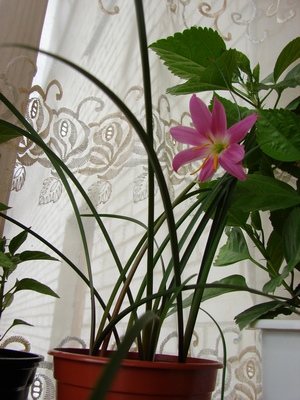 20080619_0303_1.JPG