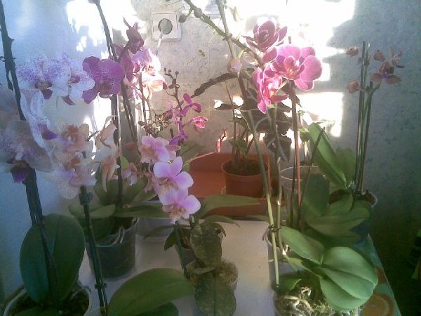 Справа  - фиолетовый с белой каемкой поразил своими листиками по 8 см