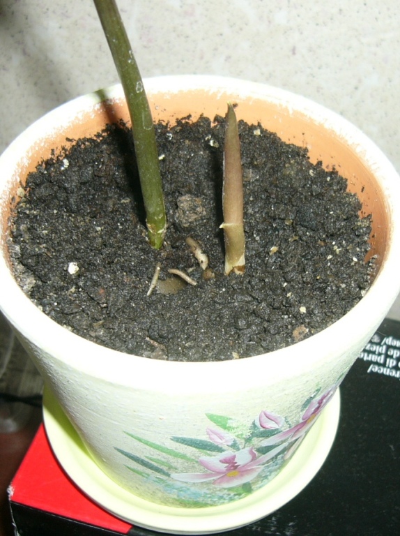 Picture 223.jpg
