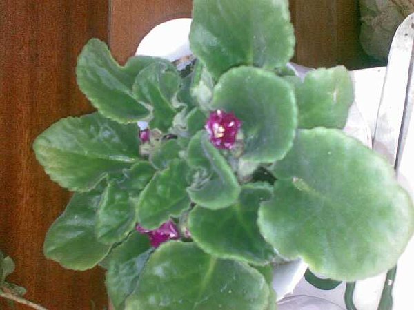 04072008049-уменьшенное.jpg