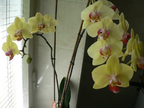 А эта из Эдельвейса