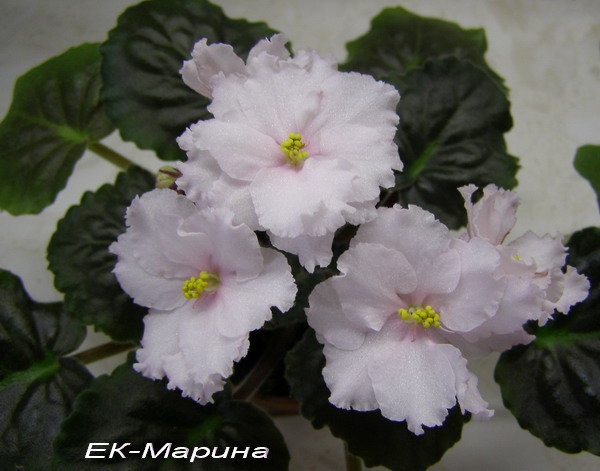 -Марина.jpg