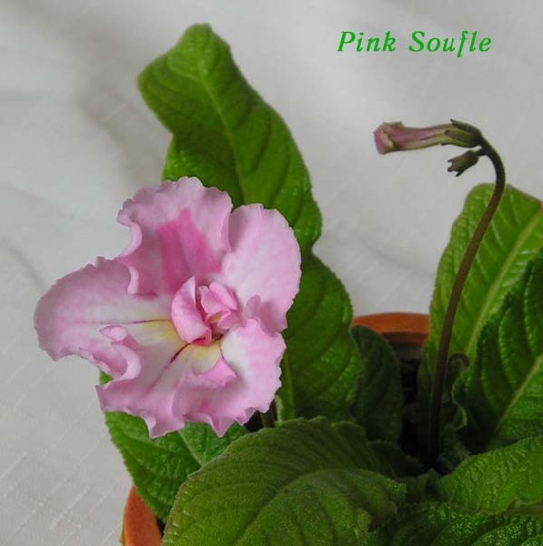 PinkSouf2.jpg