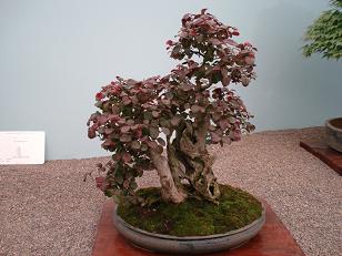 DSC01296c.jpg