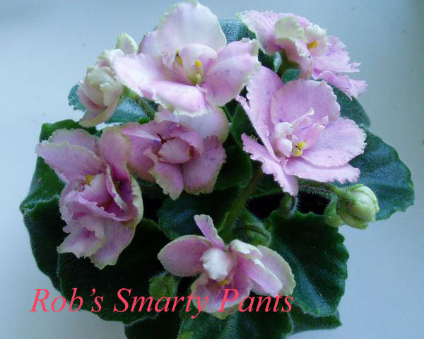 Rob's-Smarty-Pants.jpg