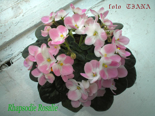 Rhapsodie-Rosalie.jpg
