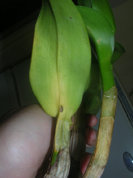 Den. Burana Sunday