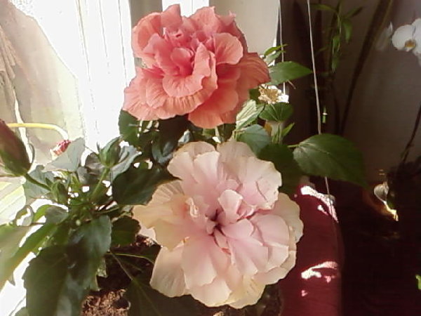 SP_A0795.jpg
