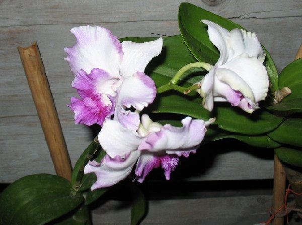 Фларе 1.JPG