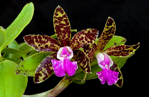 c-pradit-spot-black-prince.jpg