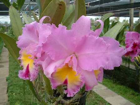 Blc_PameraHetherington_big.jpg