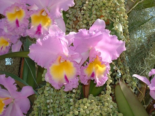 Blc Pamela Herterington.jpg