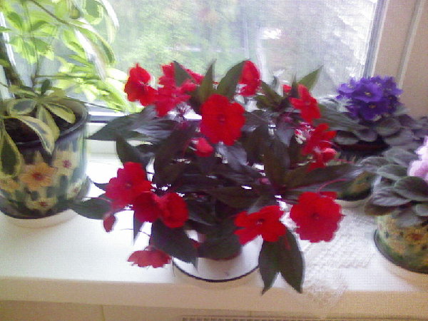 Photo-0103.jpg