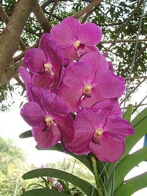 V Fuchs Fushia x V Dr Anek ( 4n )