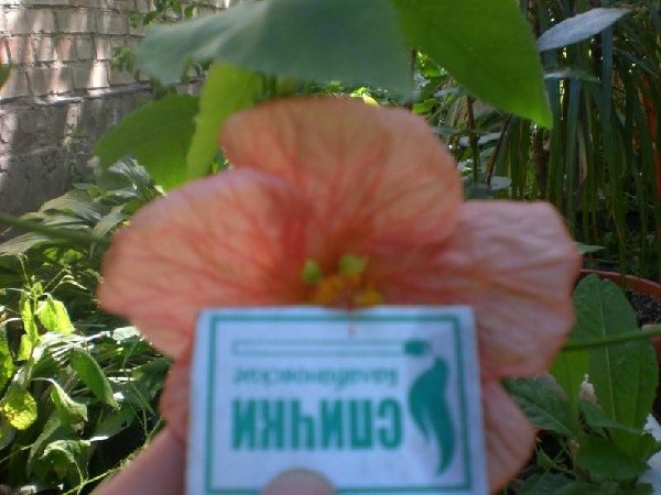 CIMG0817.jpg