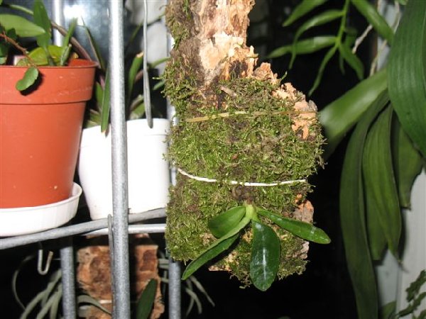 Sedirea japonica