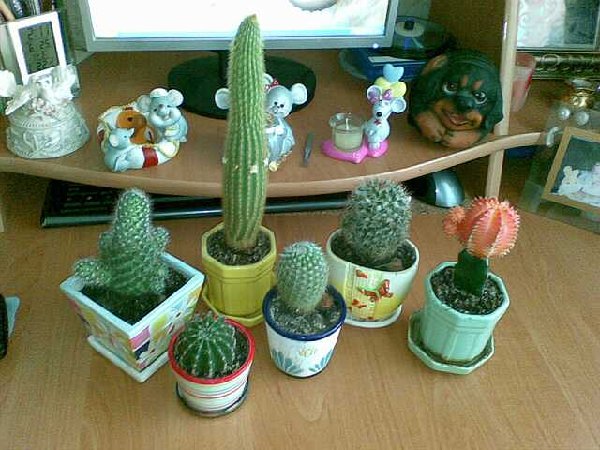 03052008010-уменьшенное.jpg