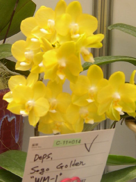 dtps_sogo_golden_wm-1.jpg