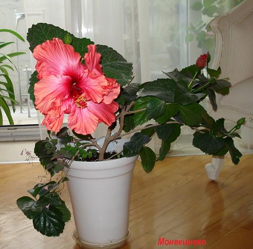 DSC03007.jpg