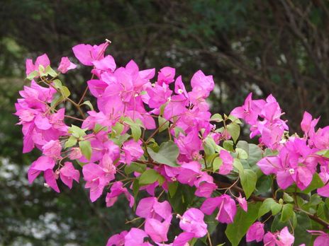 800px-Arun_image16.jpg