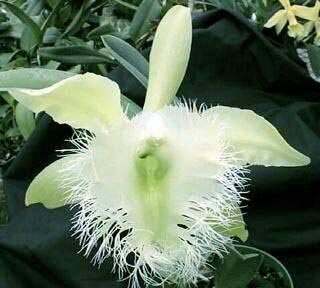 Rhyncholaelia_digbyana.jpeg