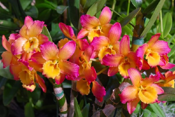 Dendrobium Oriental Smile 'Fantasy'