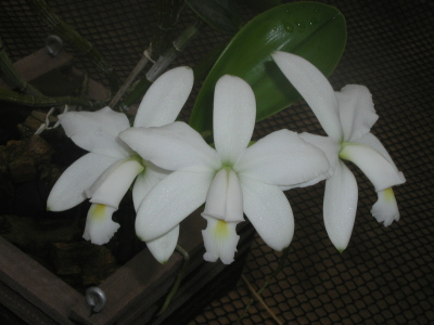 WEB-LIST-C-violacea-alba-La Peruana.jpg
