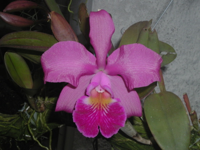 WEB-LIST-C-Whitei-(SAMPLE PHOTO-Exceptional shape).jpg