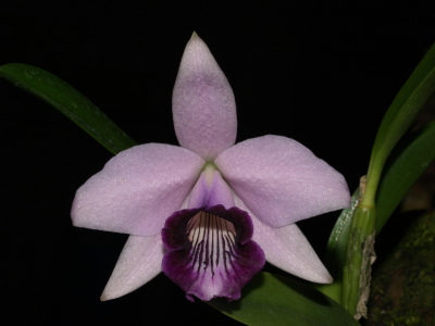 WEB-LIST-L-dayana-caerulea-Chojamaru-2.jpg