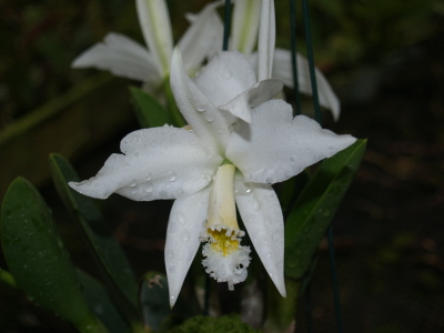 WEB-LIST-L-jongheana-alba-1.jpg