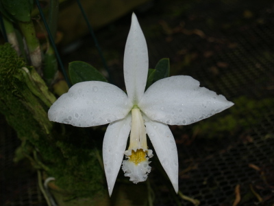 WEB-LIST-L-jongheana-alba-2.jpg