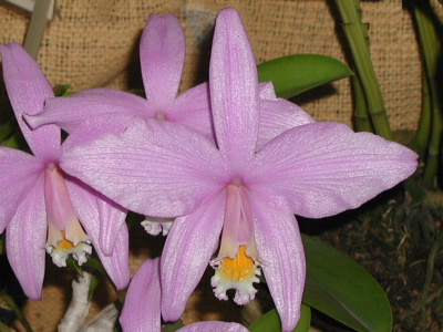 WEB-LIST-L-jongheana-tipo-XXX.jpg