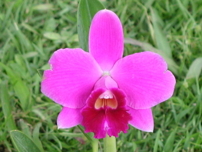 WEB-LIST-L-pumila-Jungle.jpg