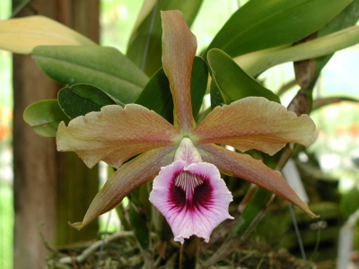 WEB-LIST-L-tenebrosa-Fumacina Fujita-1.jpg