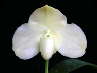 leucochilum-var-album.jpg