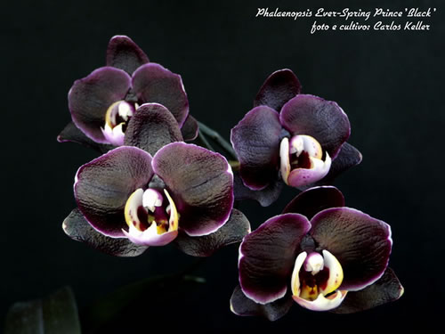 dtpsever-spring-prince-black.jpg