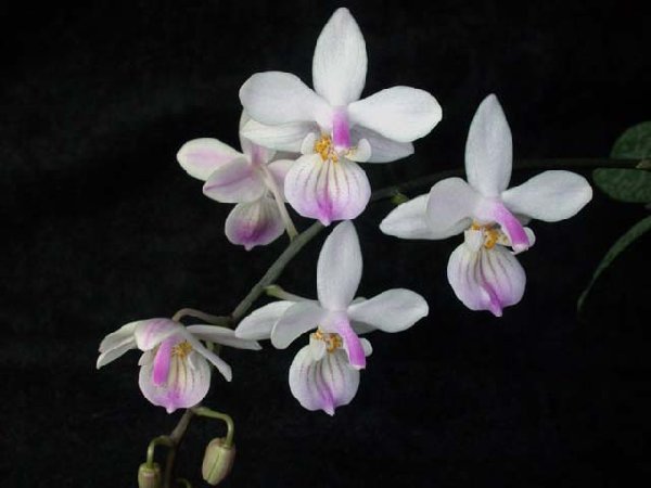 Phalaenopsis_lindenii_toapel.jpg