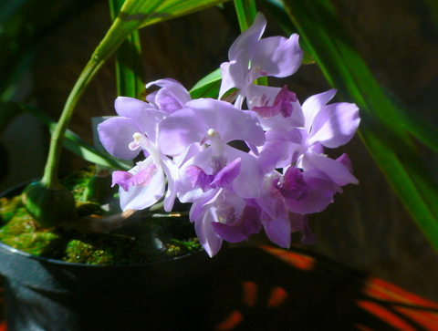 acacallis.jpg