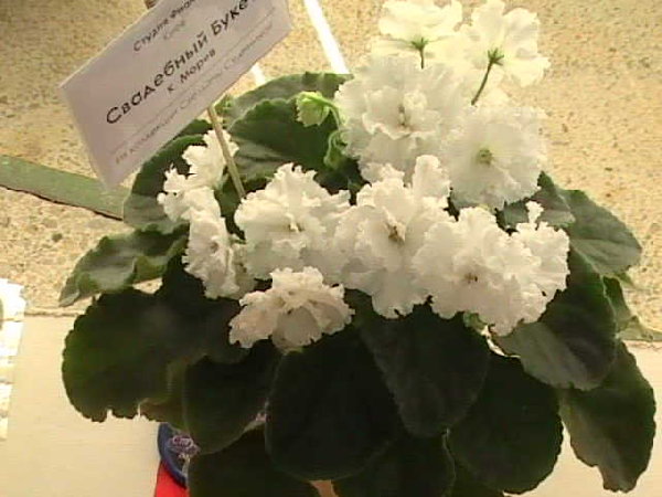 DVC01690.JPG