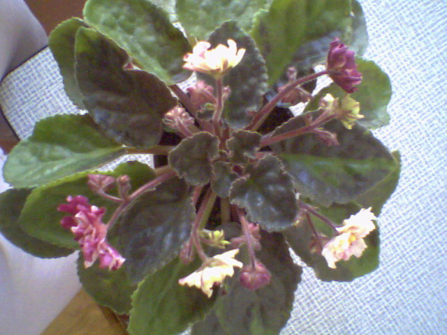 Ph0023.jpg