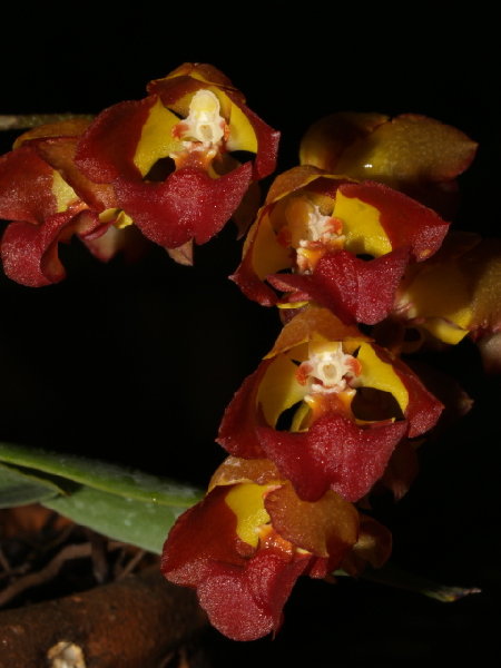 LR-Onc-silvanum-(Z-1076)-08.jpg
