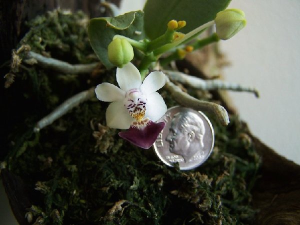 P.parishii