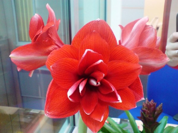 Red Charm.jpg