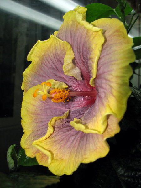 IMG_3594.jpg