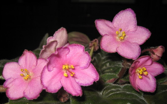 IMG_2575.jpg